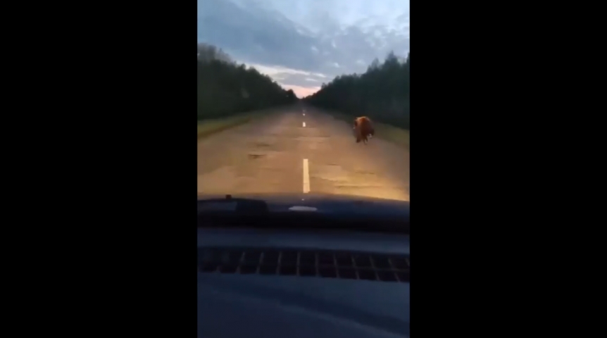 В Омской области на трассу вышел опасный дикий хищник