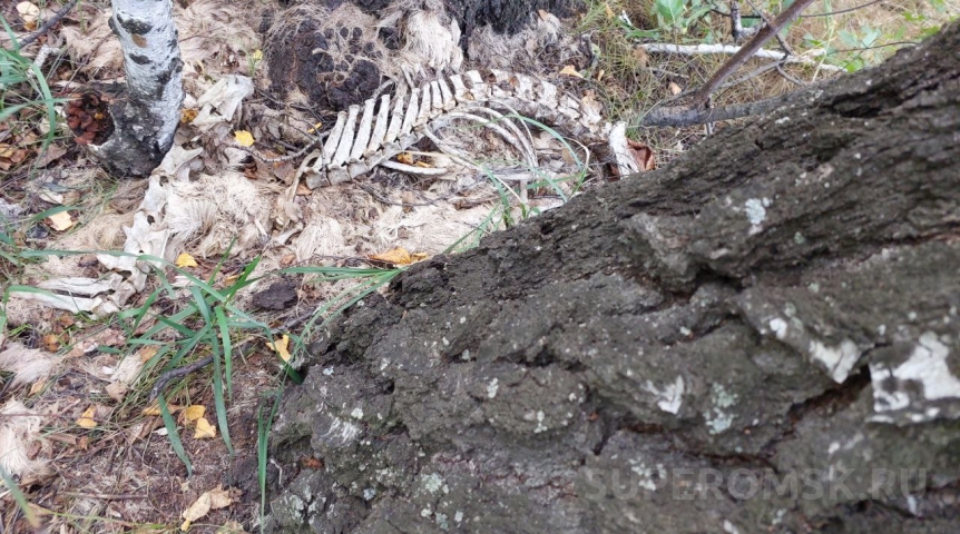 В омском лесу закапывали биологические отходы