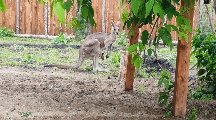 Омская юная кенгуру Юнона теперь мама с погодками