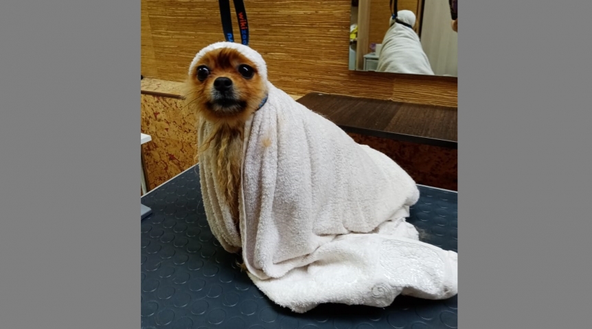 Омская шпиц Шпуля регулярно посещает СПА и превращается в персик