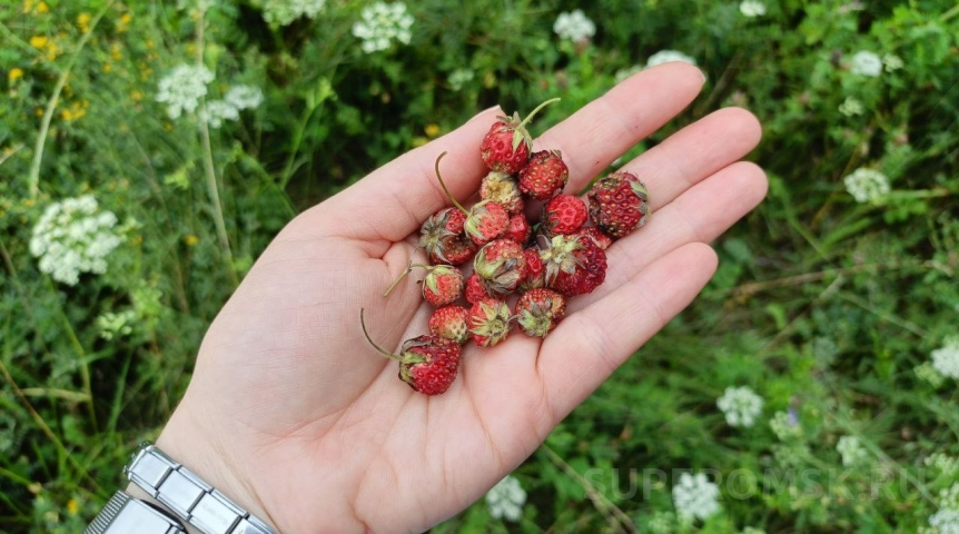 Омичи рассказали, в каких местах собирают землянику ведрами