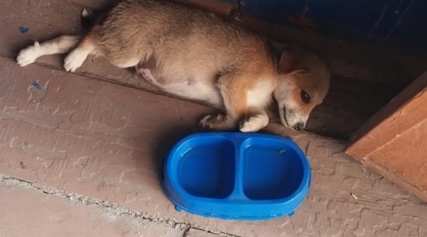 В подъезде Омска нашли рыдающего от боли щенка