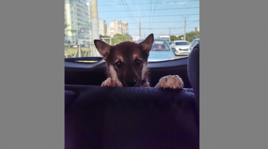 Брошенный щенок чуть не расплавился на омской дороге