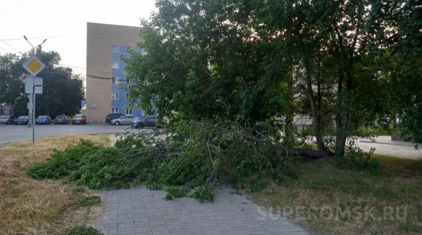 Омичка отсудила 300 тысяч рублей после падения дерева на голову