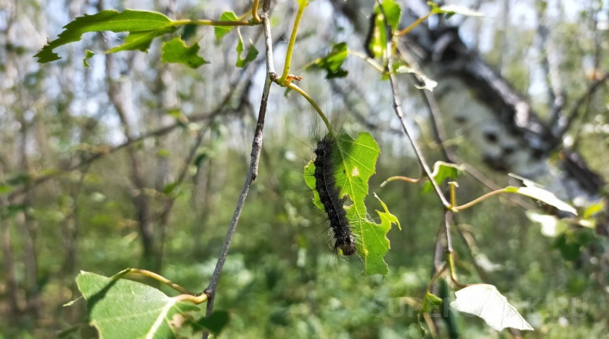 В Омской области примут меры из-за массового распространения шелкопряда