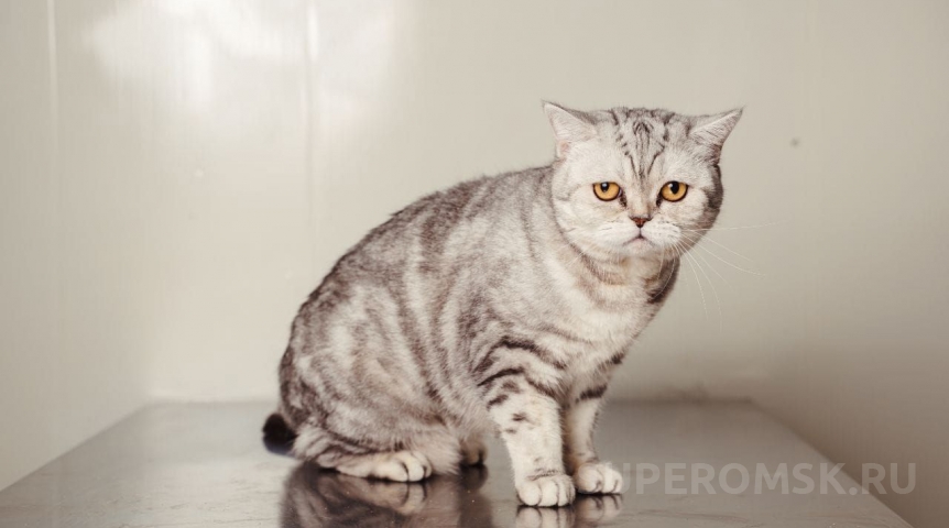 Омичи из-за болезни выставили за дверь породистую кошечку Аришку