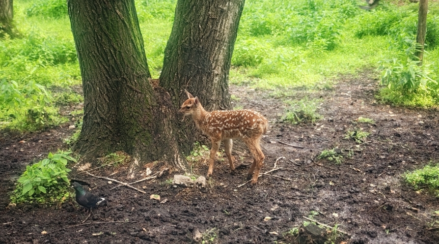У омских пятнистых оленей родился новый «стесняшка»-Бэмби
