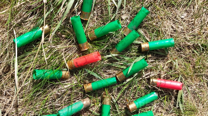 В Омской области утвердили «повышенные» лимиты добычи бобра и куницы