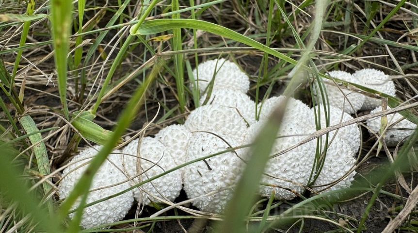 Омичка нашла в огороде очень неприятные грибы