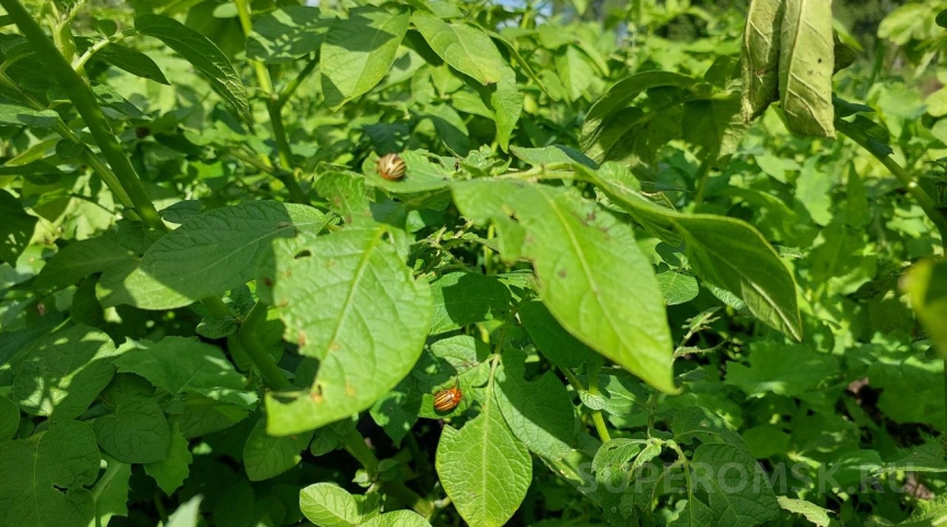 В Омской области активизировался опасный прожорливый вредитель