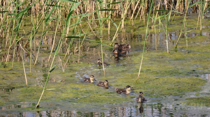 В омской «Птичьей гавани» утка вывела утят поужинать