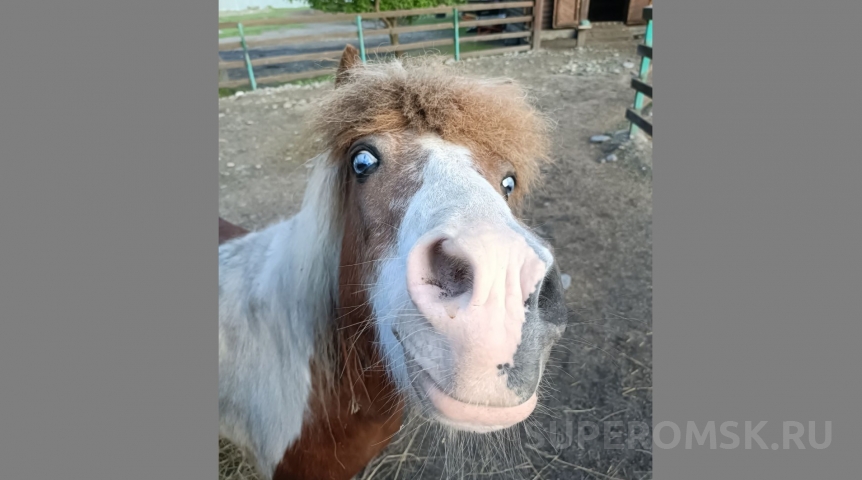 Омский пони Пегас после рождения долгожданного ребенка лишился статуса султана