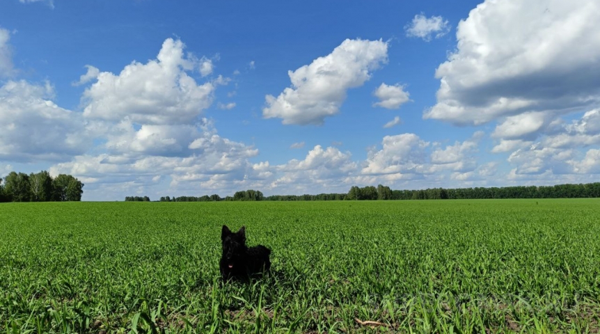В Омской области будет жарче, чем в Таиланде