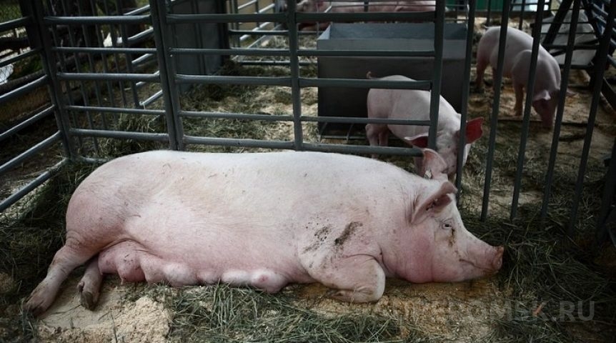 В Омской области обнаружили особо опасное заразное заболевание свиней
