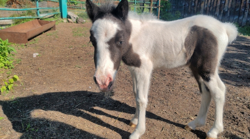 Омская пони сознательно стала матерью-одиночкой, чтобы активный папа не лез