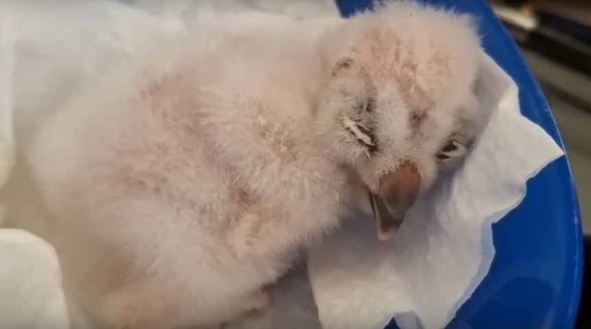 Омичи и сотрудники зоопарка спасли выпавшего из гнезда умирающего совенка