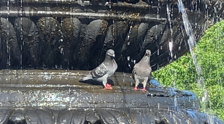 Жуткое пекло: когда в Омской области закончится мощная жара