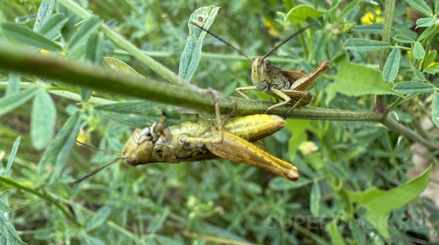В Омской области из-за жары массово активизировалась саранча