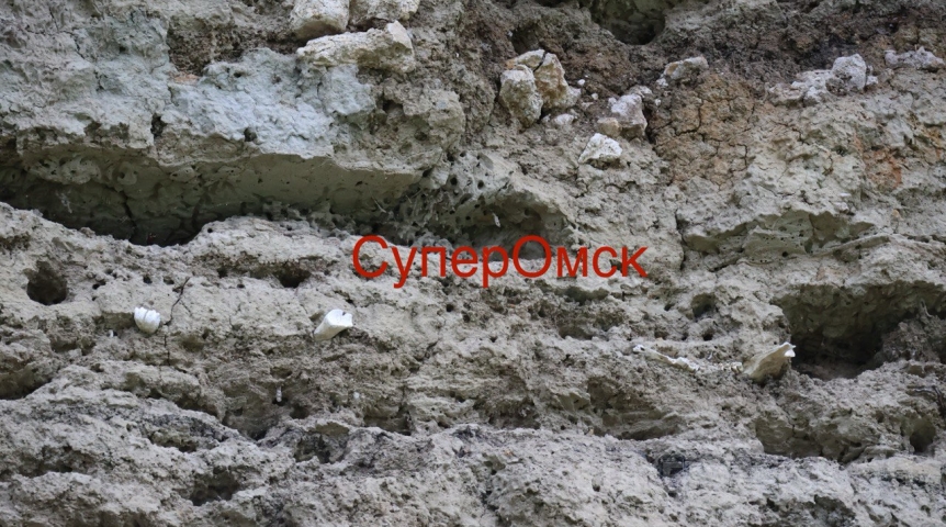 Под Омском нашли останки неизвестного животного