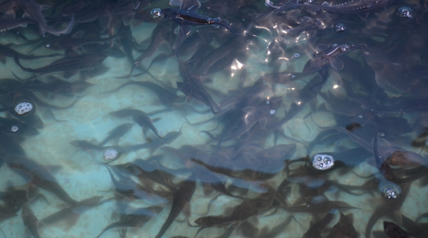 Омский водоканал выпустил в Иртыш мальков осетра