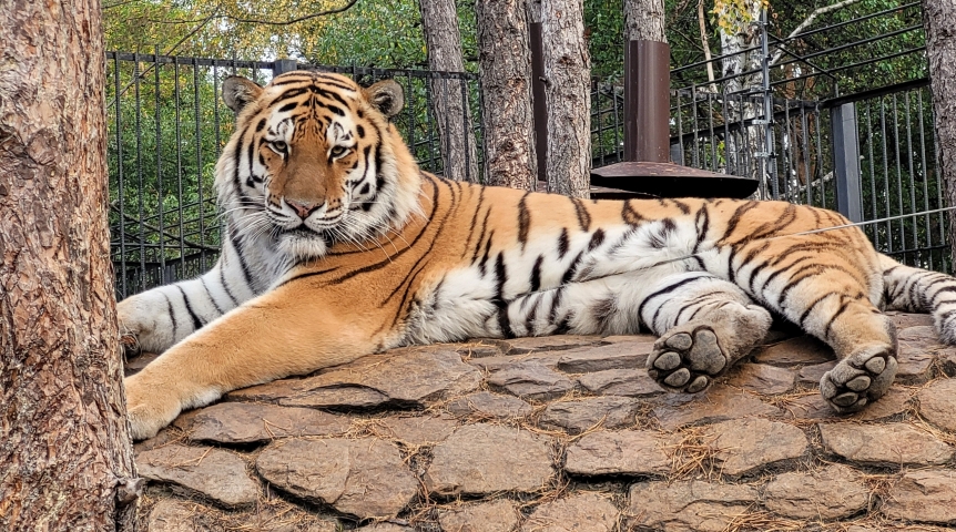 Дикая яростная тигрица Уссури учится доверять людям