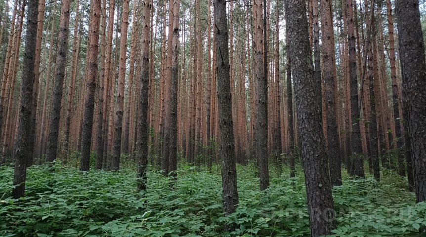 В омских лесах начали собирать редкую полезную ягоду