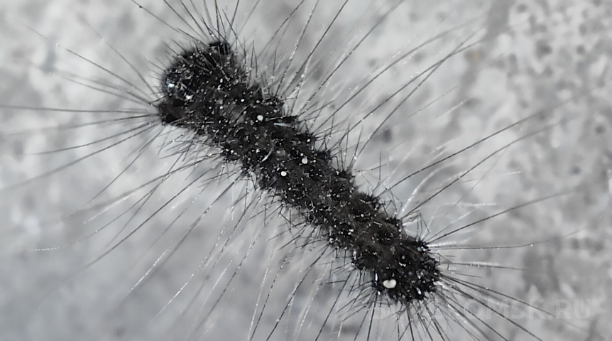 В Омской области в жару с огромной скоростью плодится опасный вредитель