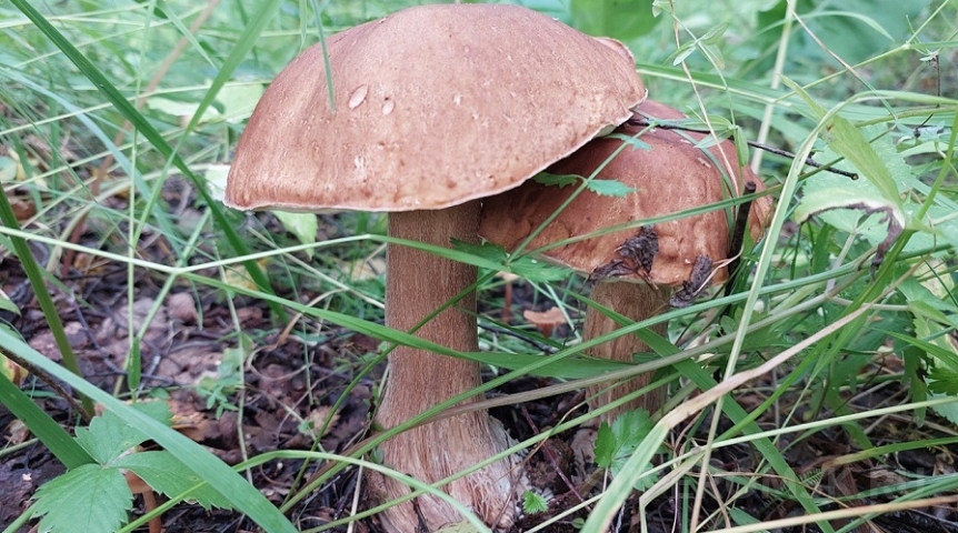 В омских лесах раньше времени пошли очень вкусные и ценные грибы