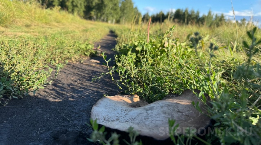 Омичи собирают грибы ведрами прям под Омском