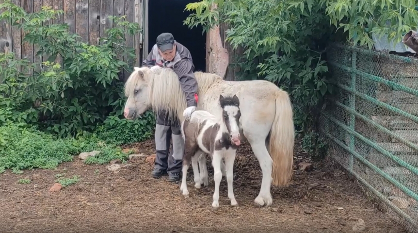 Омский страстный пони Пегас доласкался и остался без обеих жен