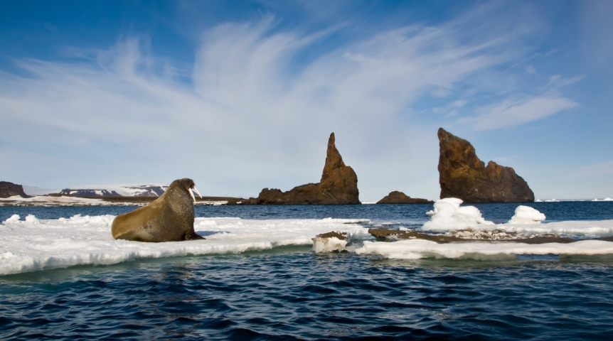Зачем экологи наблюдают за моржами с воздуха и моря?