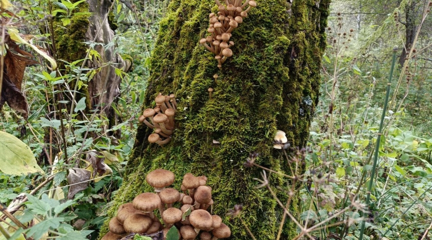 В омских лесах аномально рано пошли вкусные осенние грибы