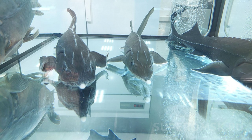 В омский Иртыш массово запустили рыбу, которую нельзя ловить