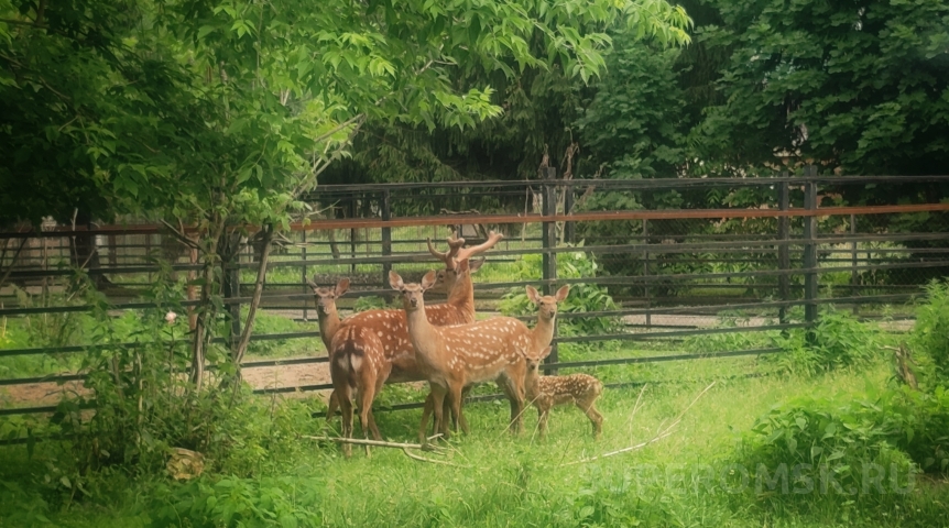 Омские самцы борются за звание главного оленя