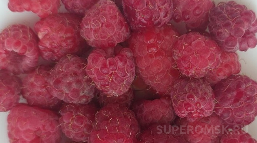 Омские грибники рассказали, где можно ведрами собирать лесную малину