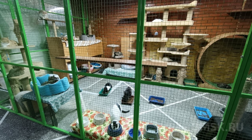 Гастроли выставки кошек из Омска завершились «административкой»