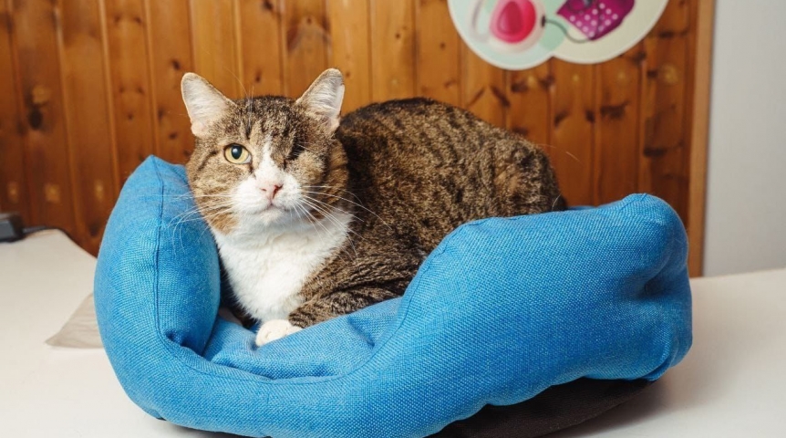 Безглазый омский котик Юстас обрел любящую семью после долгих испытаний