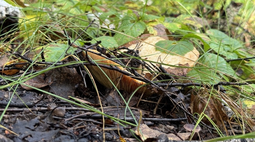 В омских лесах неожиданно рано пошли очень вкусные грибы