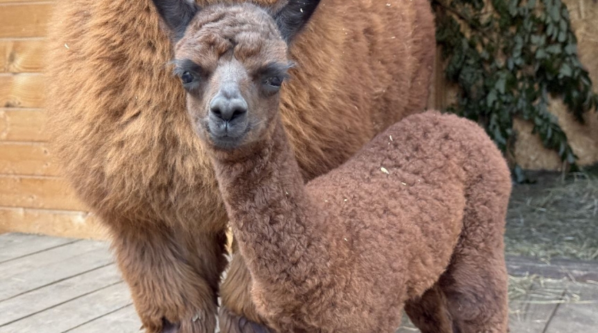 На курорте «Манжерок» малыш альпаки получил символичное имя в честь Международной экологической конференции