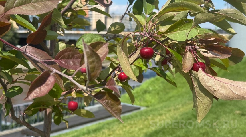 В Омске яблони на Аллее олимпийцев дали плоды
