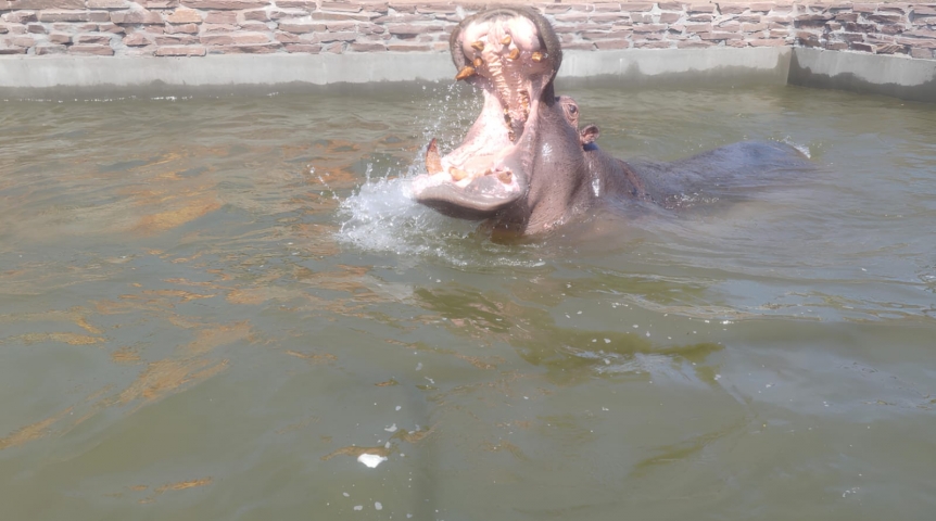 Омский бегемот Кёниг на радостях от бассейна превратился в счастливого дельфина