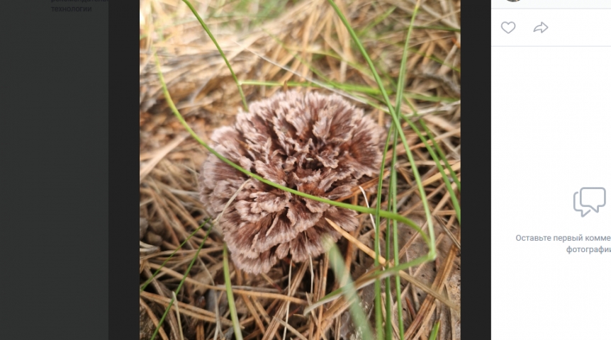 Омичка нашла в лесу редкий и красивый цветочный гриб