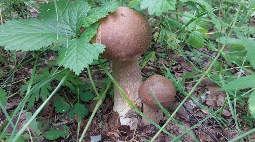 В омских лесах начался сезон вкуснейших летних грибов