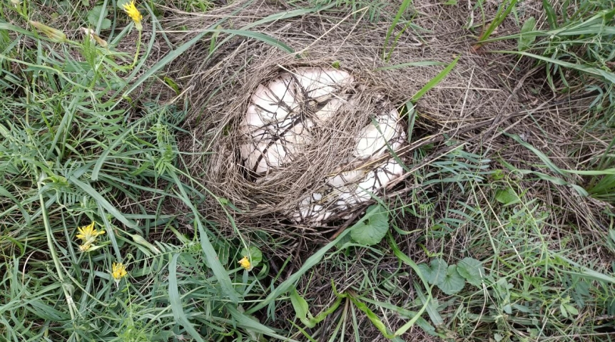 Омичи ведрами выносят из лесов самые разные грибы