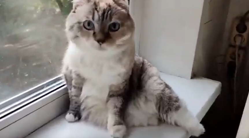 Кошка Морожка нашла в Омске дом и любовь, несмотря на тяжелое прошлое и отсутствие лапок