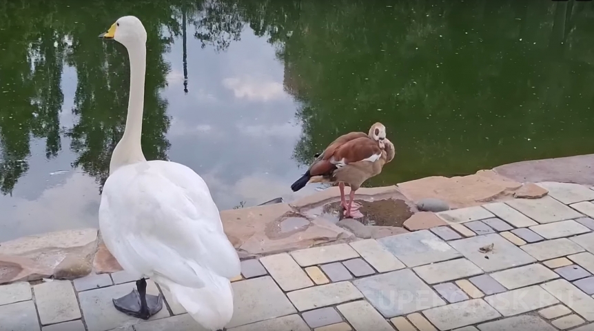 Два омских пернатых злобных бирюка подружились на почве ненависти к окружающим