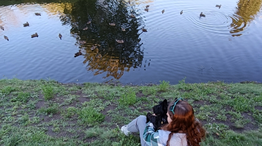 На Красном Пути в Омске поселилась утка со стрелой в боку