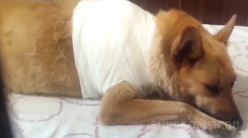 Омская мужественная собака Звездочка вновь оказалась в беде: на сей раз дыры не в голове, а в спине