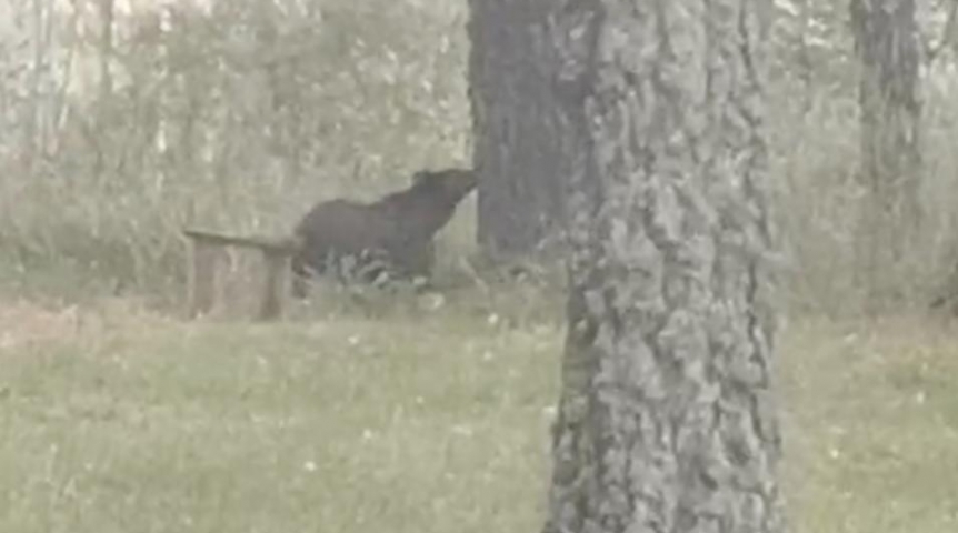 В туристическом месте Омской области засняли медведя