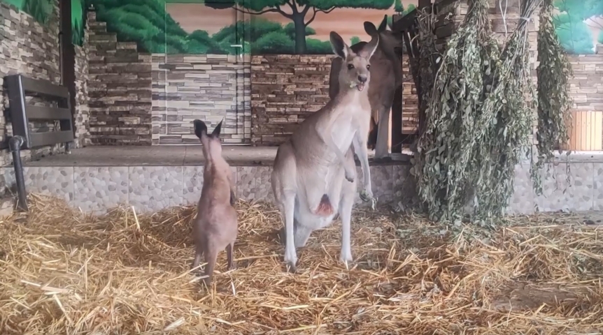 Омский кенгуру Авось с появлением ребенка подсчитывает, хватит ли авосек на растущую семью